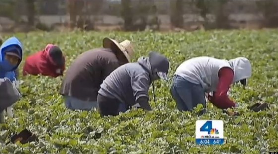NBC news reported Farm Workers Fired for Leaving Fields During California Wildfires